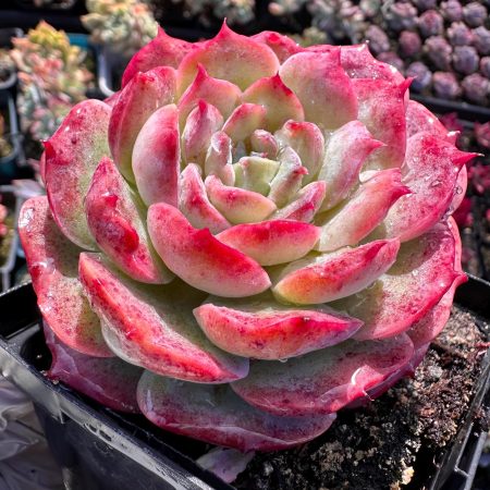 Rare succulent: imported   echeveria Purple Cute Bear huge live plant houseplant