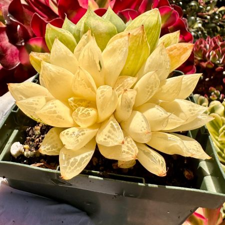 4400140703 – 1 Rare Succulent: Imported Succulent Haworthia cooper variegated YIN YANG variegation HUGE cluster live plant houseplant #F