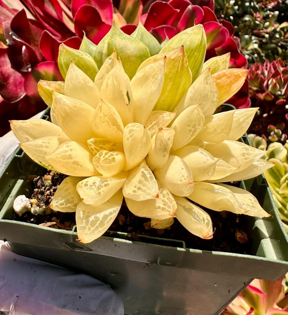 Rare Succulent: Imported Succulent Haworthia cooper variegated YIN YANG variegation  HUGE cluster live plant houseplant #F