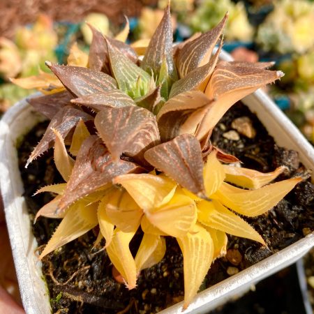 Rare Succulent: Imported Succulent  variegated Haworthia Golden Sand YIN YANG variegation extremely rare HUGE cluster live plant houseplant
