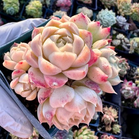 Rare Succulent: Imported hybrid Elegans Echeveria Creamy White Queen cluster perfect rosette bouquet pink live plant houseplant