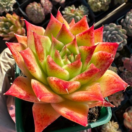 4410569892 – 3 Rare Succulent: Imported Echeveria hybrid Agavoides Sunbrella Orange Malgan sp live plant houseplant