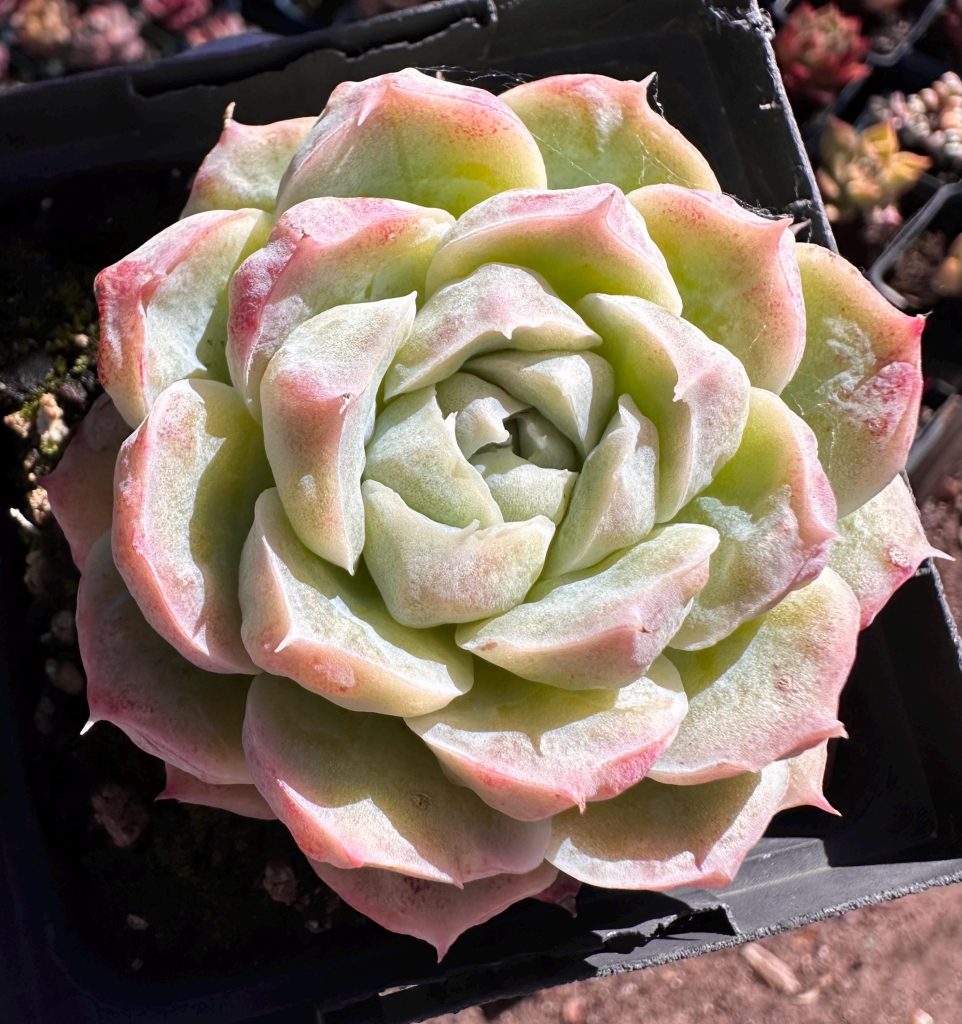 Rare succulent: Imported   monstrous echeveria  Pink Elegans HUGE single live plant houseplant