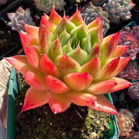 4410584055 – 3 Rare Succulent: Imported Echeveria hybrid Agavoides Malgan sp a little bit MONSTROUS live plant houseplant