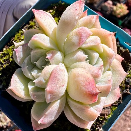 Rare succulent: Imported   monstrous echeveria  Pink Elegans double live plant houseplant