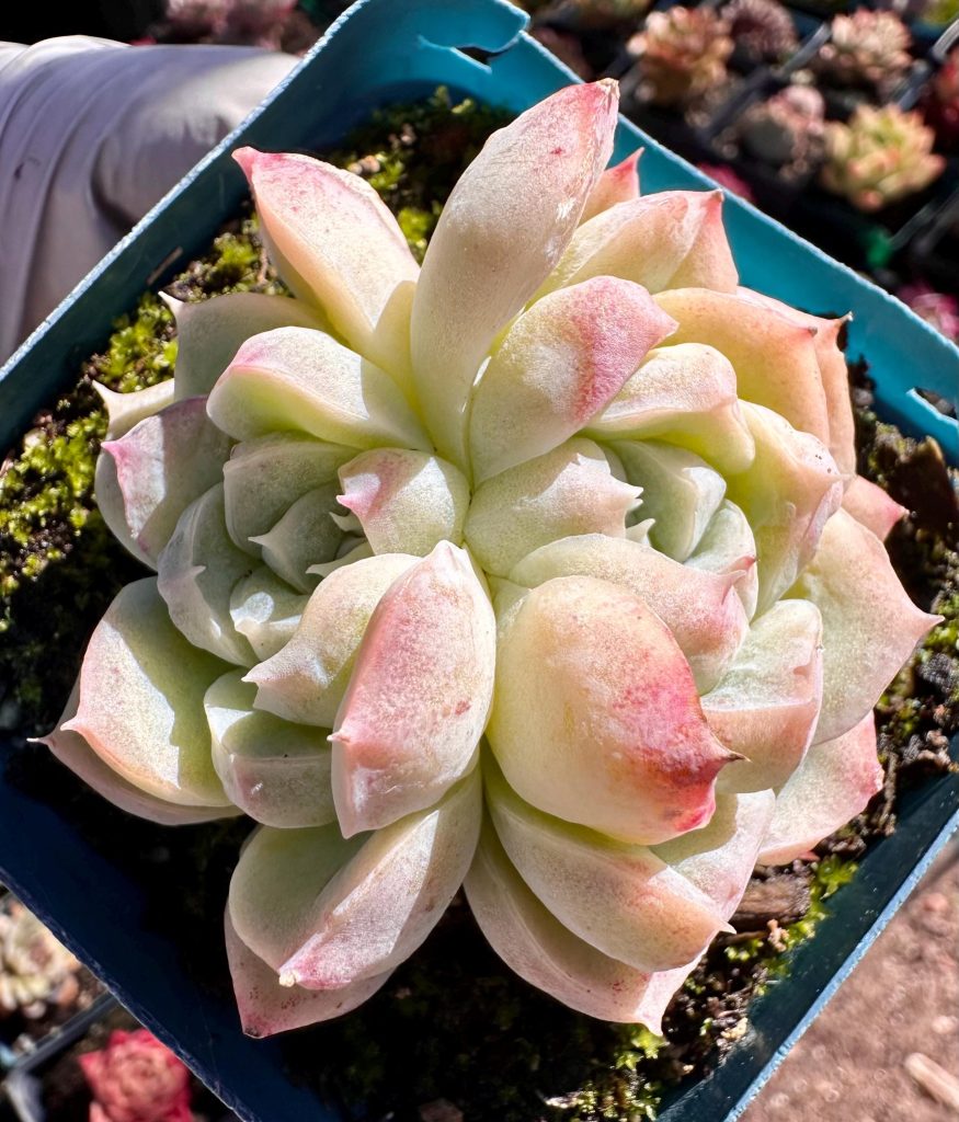 Rare succulent: Imported   monstrous echeveria  Pink Elegans double live plant houseplant
