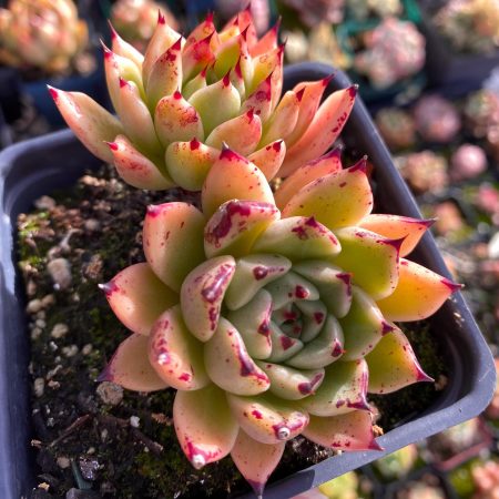 Rare Succulent: Imported   Echeveria Agavoides The Night Of Halloween double  heads  black tips live plant houseplant