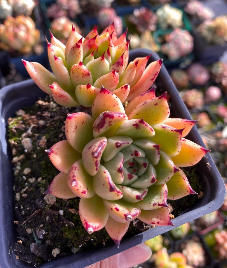 Rare Succulent: Imported Echeveria Agavoides The Night Of Halloween double heads black tips live plant houseplant