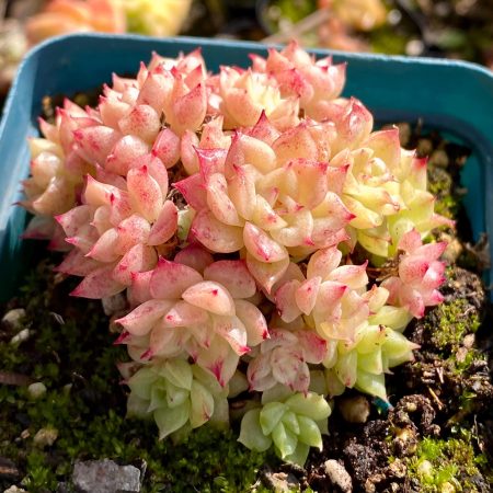 Rare Succulent: Imported   Echeveria Pink Christmas Tree Malgan hybrid mini cluster live plant houseplant