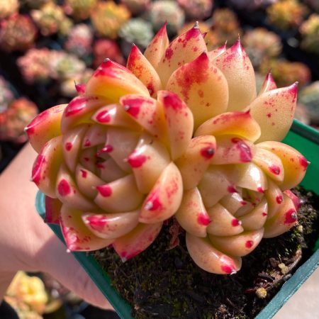 Rare succulent: Imported succulent  Agavoides echeveria Fire Phoenix  sp 4 heads  HUGE cluster pink  live plant houseplant