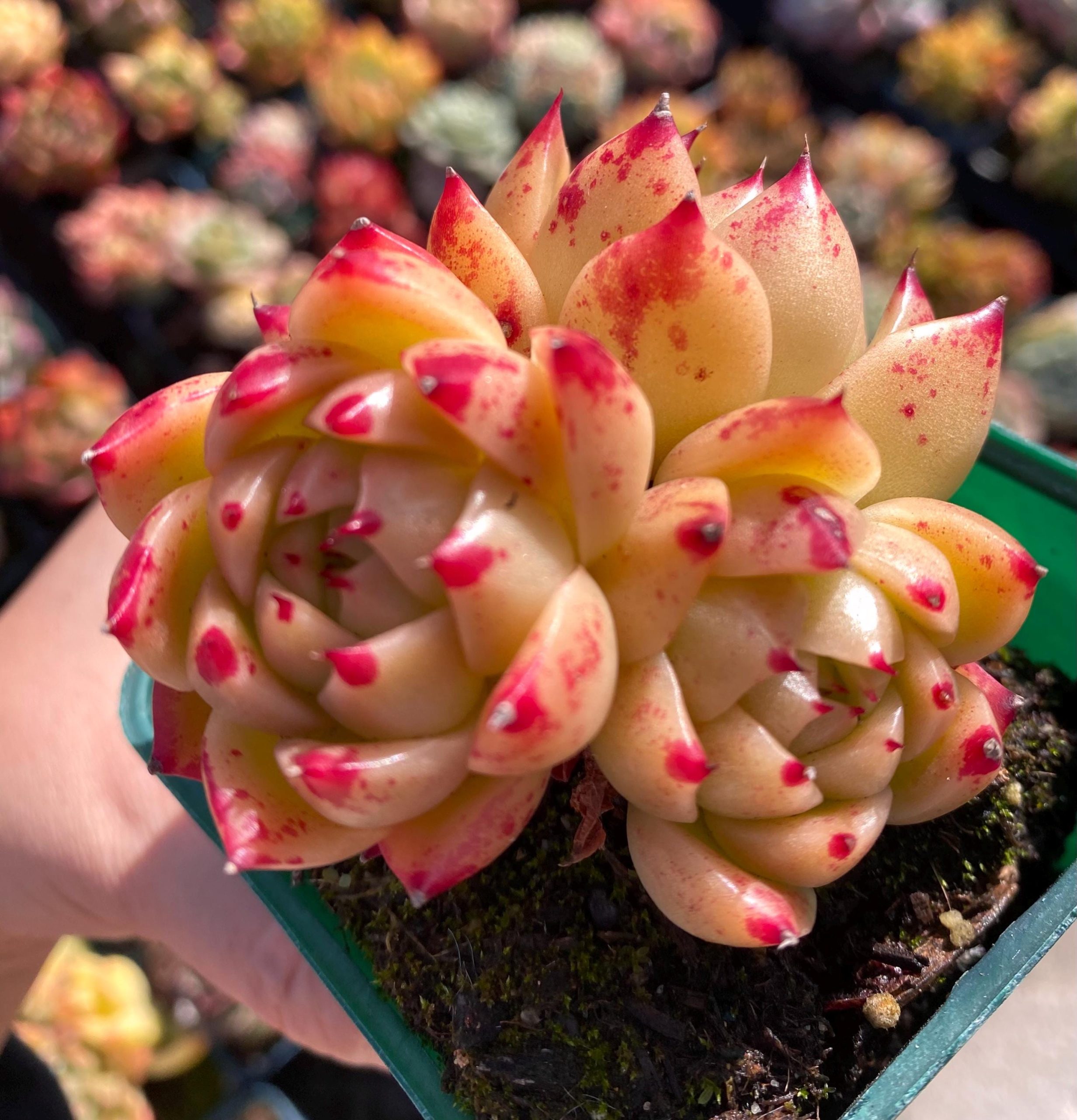 Rare succulent: Imported succulent Agavoides echeveria Fire Phoenix sp 4 heads HUGE cluster pink live plant houseplant