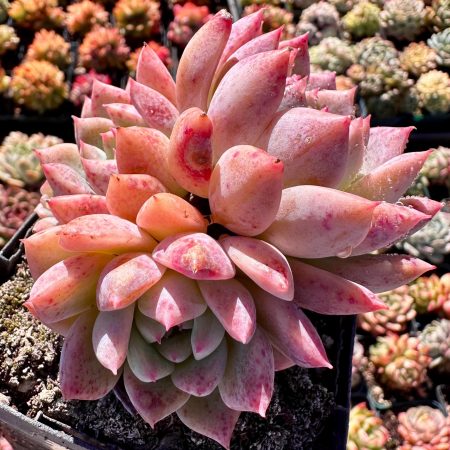 4414331808 – 4 Rare succulent: imported Echeveria Dew forest flowers perfect bouquet cluster HUGE PINK live plant houseplant