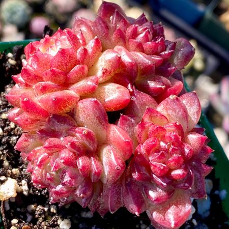 Rare Succulent: Imported echeveria Faroe Rose  cluster #A pink red translucent live plant houseplant