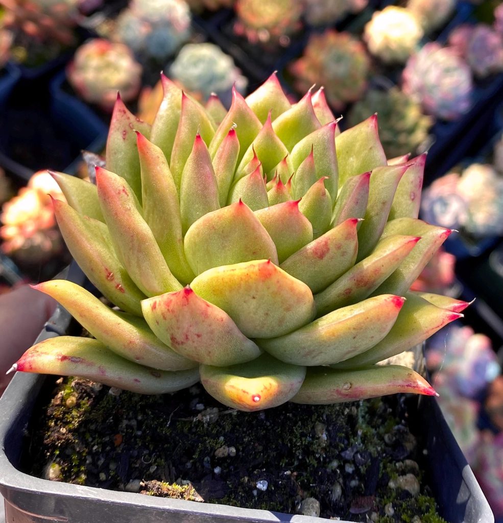 Rare succulent: Imported hybrid agavoides Echeveria Concave - convex bumped variegated Lincoln live plant houseplant