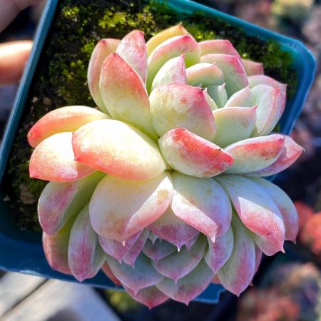 Rare Succulent: Imported   Echeveria elegans SaSa double  pink  live plant houseplant