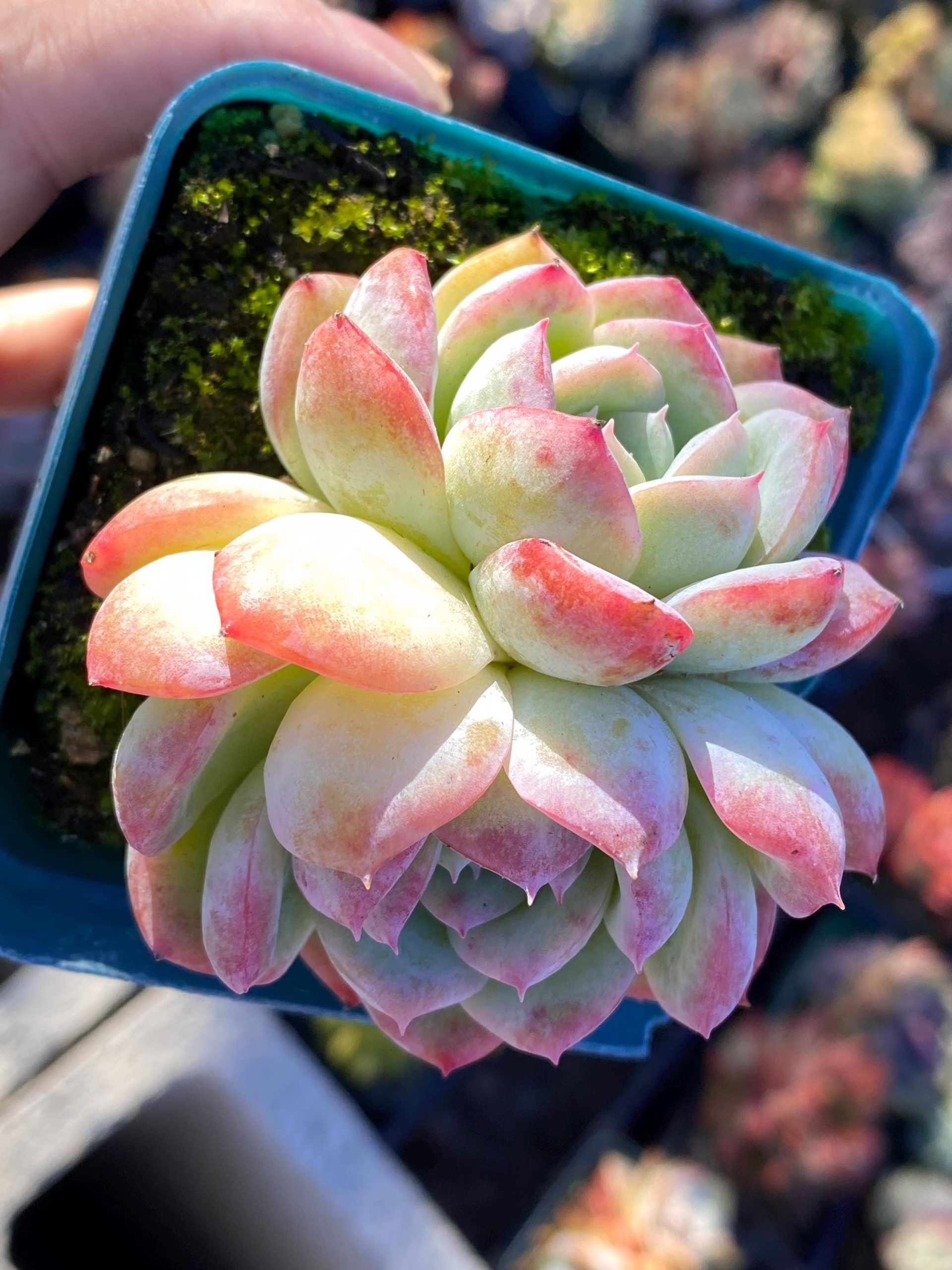 Rare Succulent: Imported Echeveria elegans SaSa double pink live plant houseplant