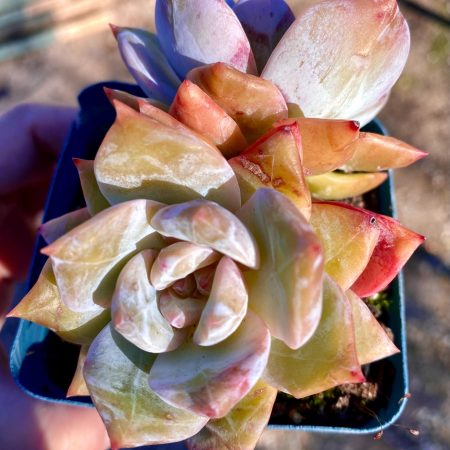 4419225556 – 2 Rare succulent: imported succulent Echeveria hybrid Snow Angel HUGE DOUBLE honey heart live plant houseplant