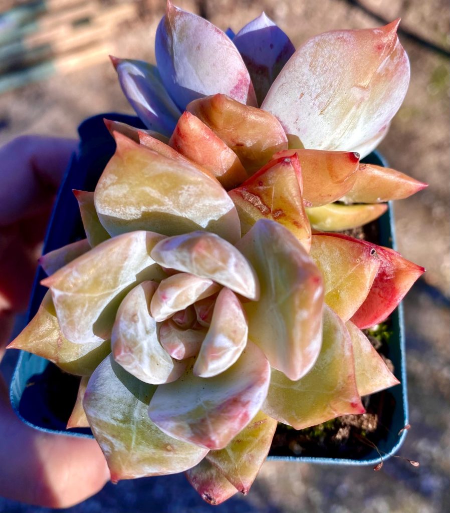 Rare succulent: imported succulent Echeveria hybrid Snow Angel  HUGE DOUBLE honey heart  live plant houseplant