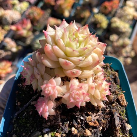 Rare Succulent: Imported hybrid  Echeveria Loverina Rosa cluster pink live plant houseplant
