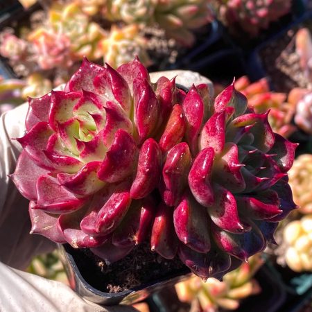 Rare succulent: Imported  echeveria  Dark Cherry double deep purple live plant houseplant