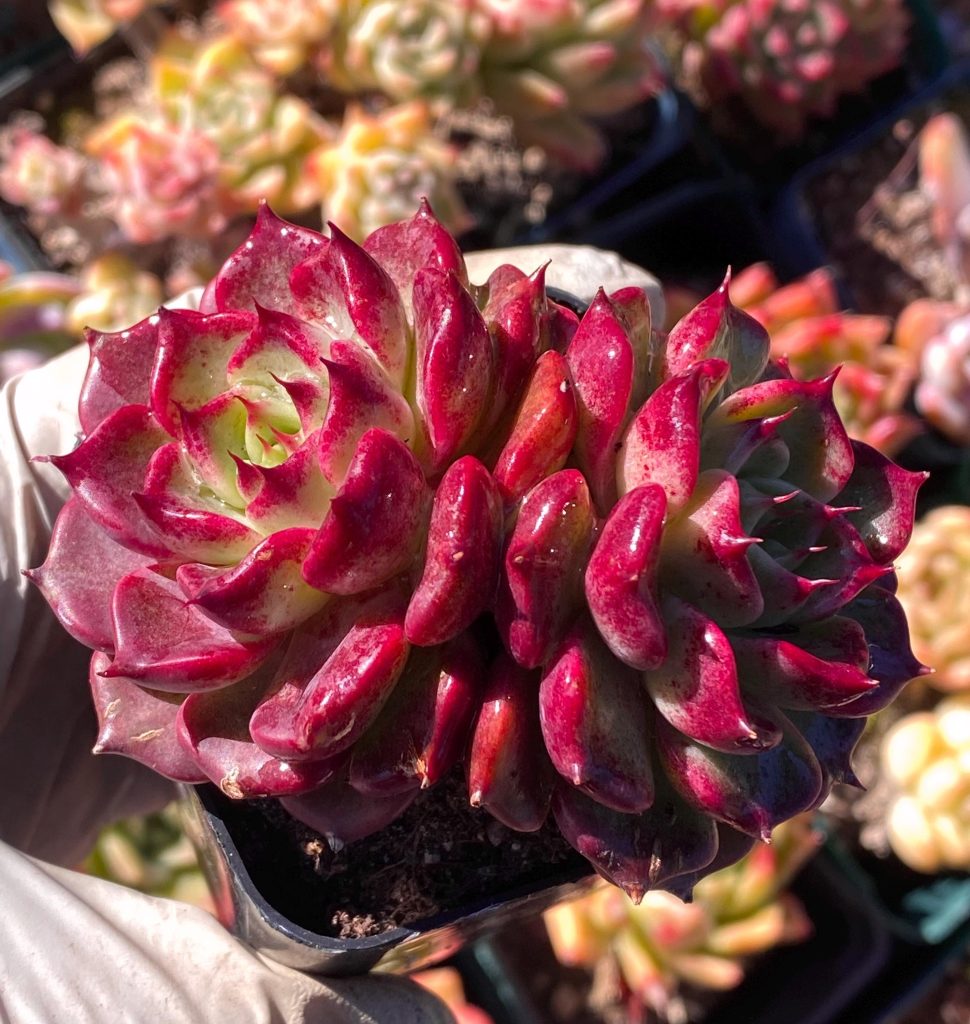 Rare succulent: Imported  echeveria  Dark Cherry double deep purple live plant houseplant