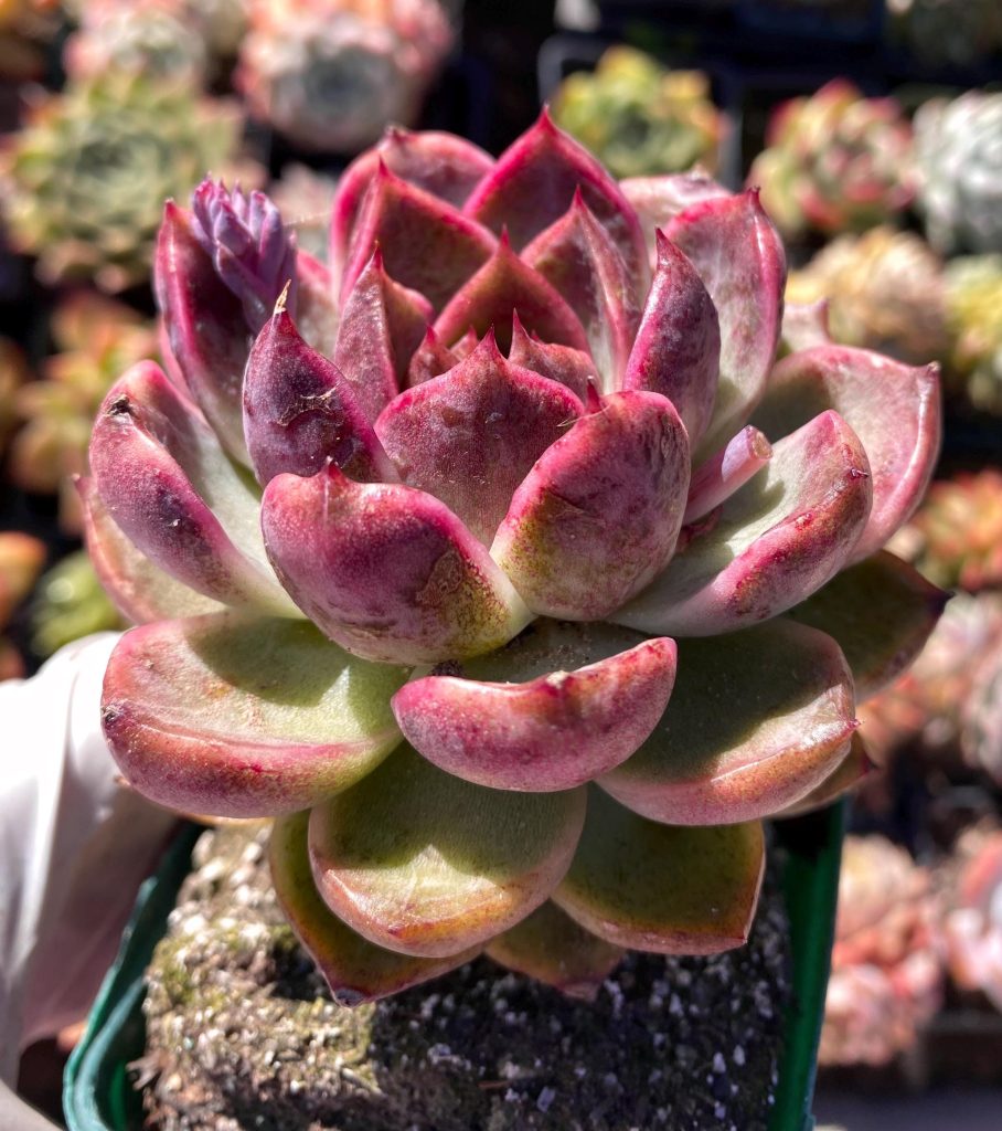 Rare Succulent: Imported hybrid Echeveria Black Tan Rose HUGE single dark purple single live plant houseplant