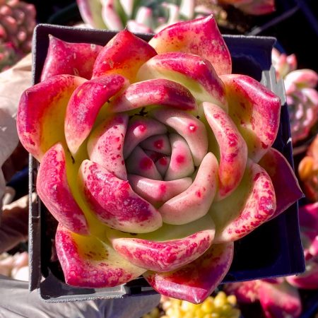Rare Succulent: Imported   hybrid Echeveria  Agavoides Red Wine Rose HUGE single dark purple single  live plant houseplant