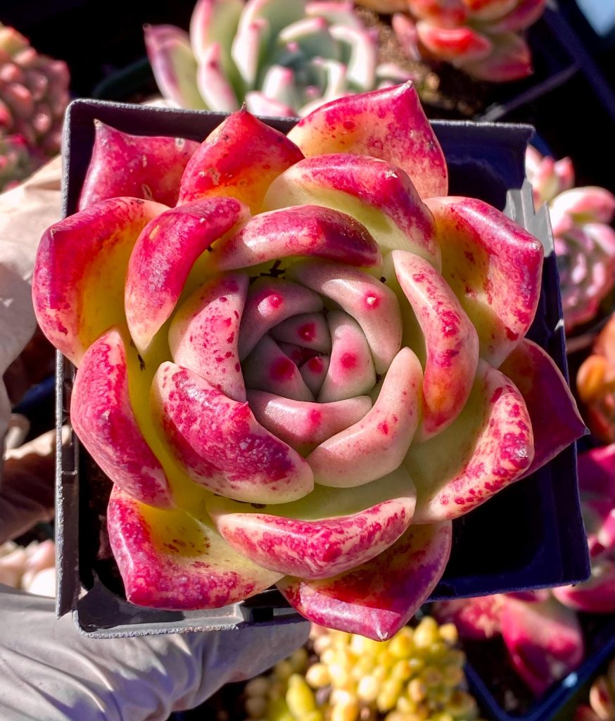 Rare Succulent: Imported hybrid Echeveria Agavoides Red Wine Rose HUGE single dark purple single live plant houseplant