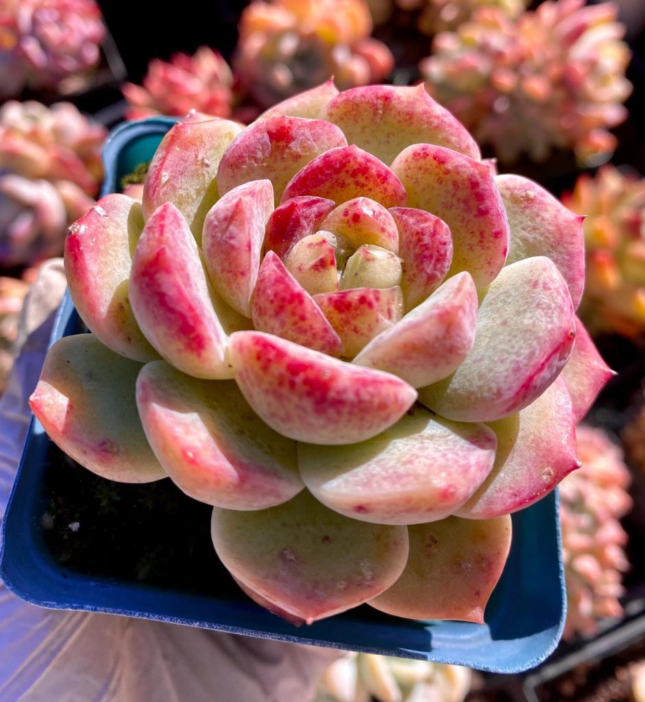Rare Succulent: Imported hybrid Echeveria Jenny sp HUGE single dark / deep / honey heart tones colored huge live plant houseplant