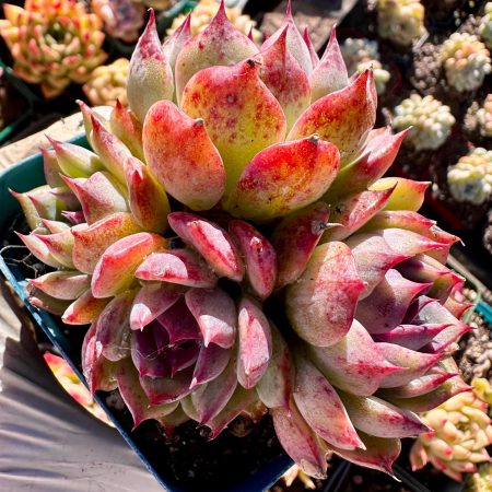 4421149922 – 2 Rare Succulent: Imported Echeveria Blackberry HUGE 4 heads cluster black dark purple live plant houseplant