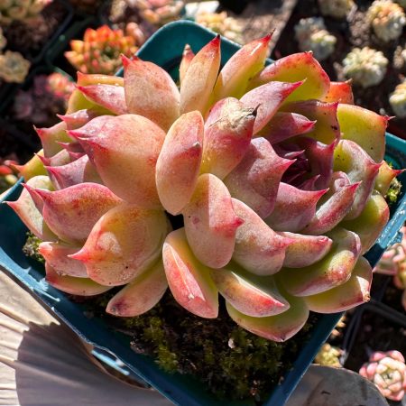 4421151938 – 2 Rare Succulent: Imported Echeveria Blackberry double black dark purple live plant houseplant