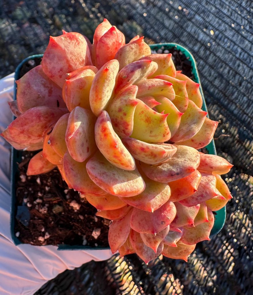 Rare Succulent: Imported Echeveria The Journey Of Flower cluster bloody freckles live plant houseplant