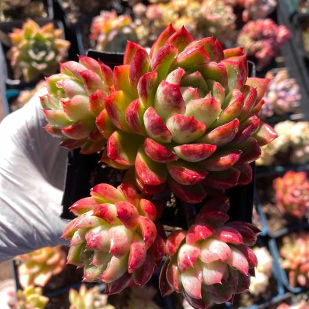 Rare  succulent  : hybrid Agavoides Malgan Red Witch  huge  rosette cluster bonsai tree pink live plant houseplant