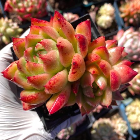 Rare  succulent  : hybrid Agavoides Malgan Red Witch  huge  rosette cluster bonsai tree pink live plant houseplant
