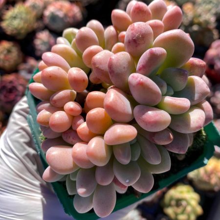 Rare succulent : imported Graptopetalum Cheese Cake + Graptosedum Rococo hybrid HUGE cluster pink  live plant houseplant