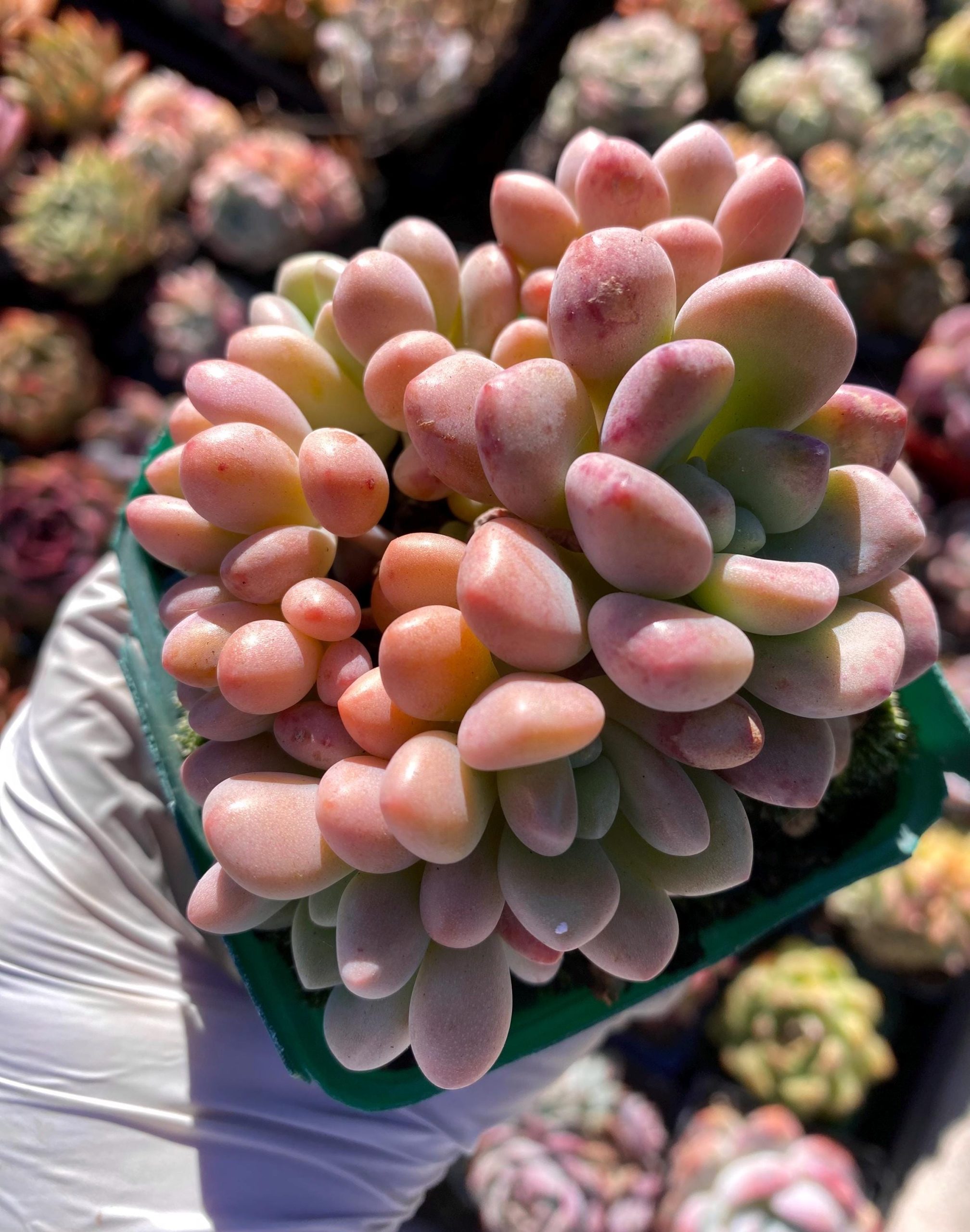 Rare succulent : imported Graptopetalum Cheese Cake + Graptosedum Rococo hybrid HUGE cluster pink live plant houseplant