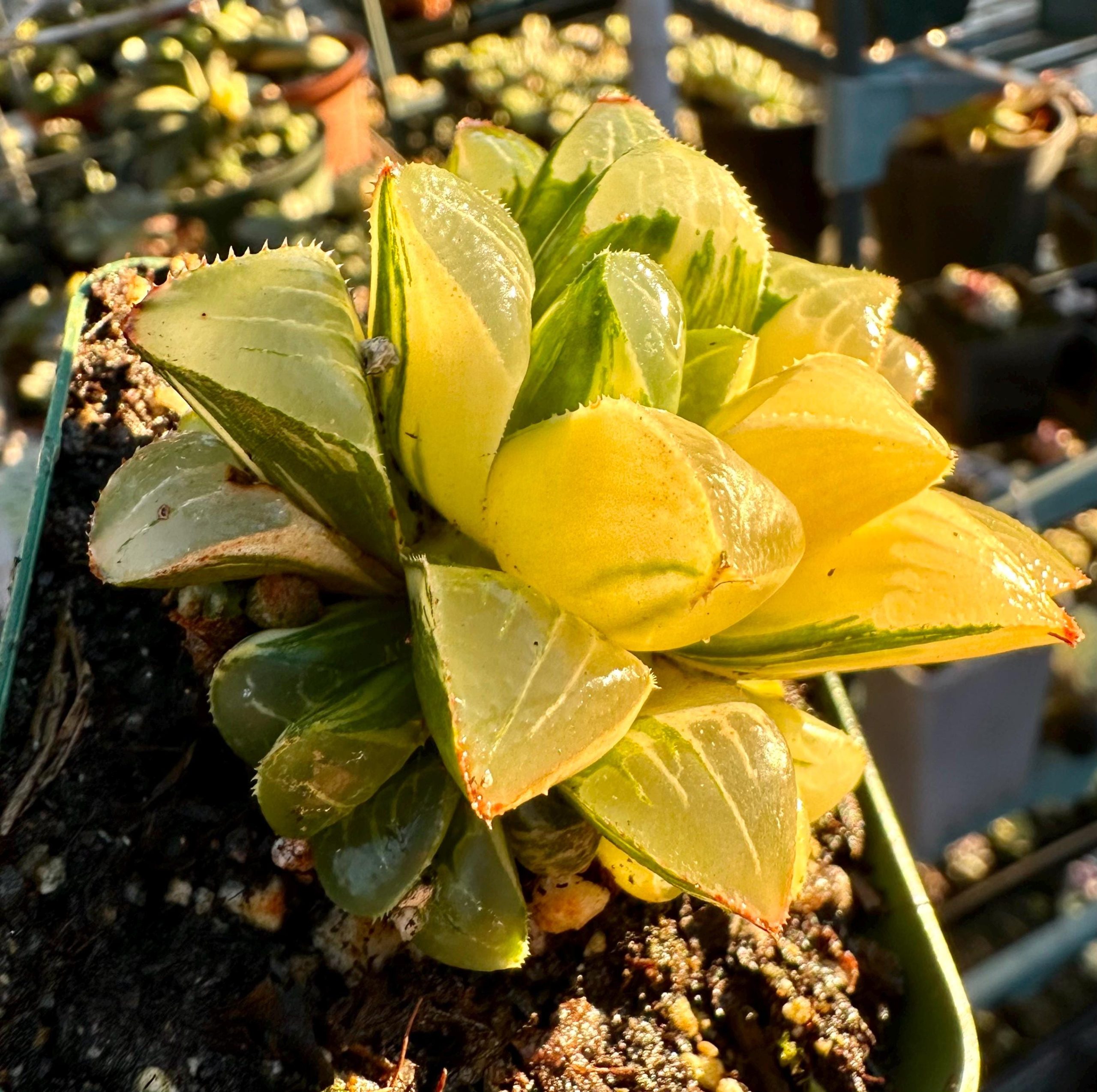 Rare Succulent: Imported variegated Haworthia Heidelbergensis full variegation yin yang cluster live plant houseplant