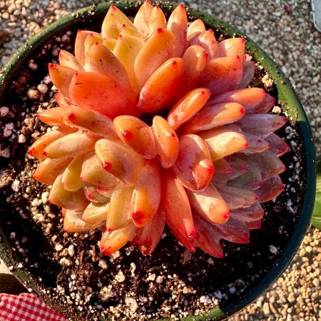 Rare Succulent: Imported Echeveria Orange Monro HUGE CLUSTER one gallon pot pink thick powder live plant houseplant
