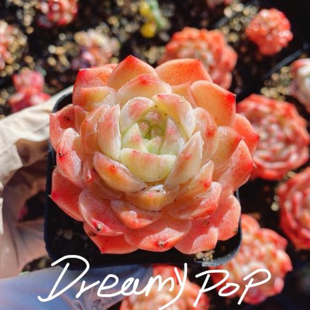 Rare Succulent: Imported   echeveria Pink Dreamy Pop live plant crystal translucent plant houseplant