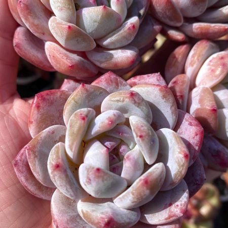 Rare Succulent: Imported  hybrid echeveria Colorata Monroe thick powder pink live plant houseplant