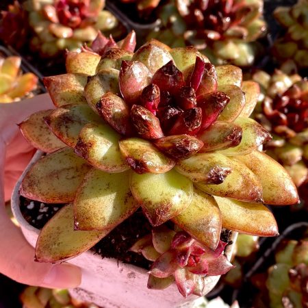 Rare succulent: imported Echeveria hybrid  Black Macadamia  HUGE cluster live plant houseplant