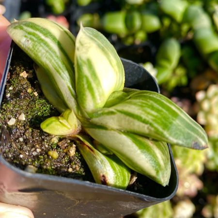 Rare succulent: imported Gasteria Glomerata variegated  live plant houseplant