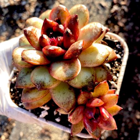 Rare succulent: imported Echeveria hybrid  Black Macadamia HUGE double live plant houseplant