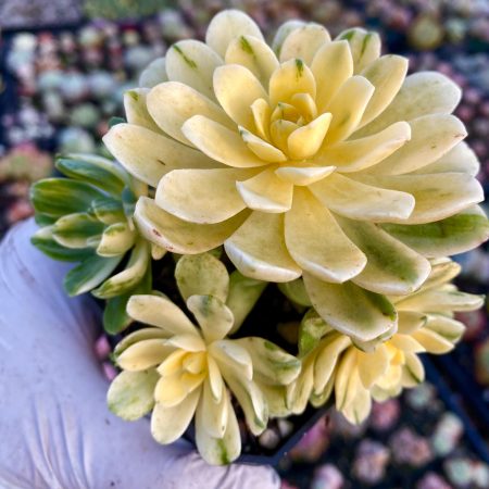 Rare Succulent: Imported  variegated Aeonium domesticum fa Variegata YIN YANG variegation  live plant houseplan