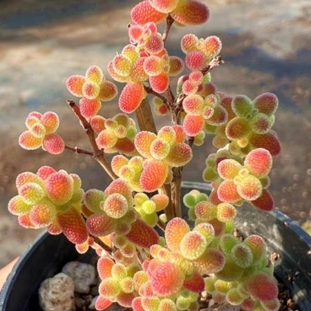 Beautiful Succulent:     Drosanthemum Sugar Ball pink purple flowers arrangement bonsai tree live plant houseplant
