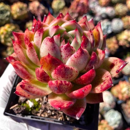 Rare  succulent  : hybrid Agavoides Malgan Red Witch  huge  rosette bloody freckles pink live plant houseplant