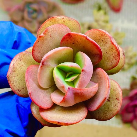 Rare Succulent: Imported Echeveria  Suyon   pink red live plant houseplant