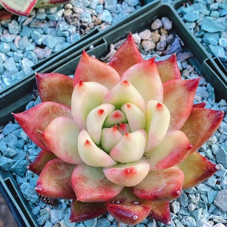 Imported succulent : Echeveria agavoides Super Frank Reinelt pink red live plant houseplant