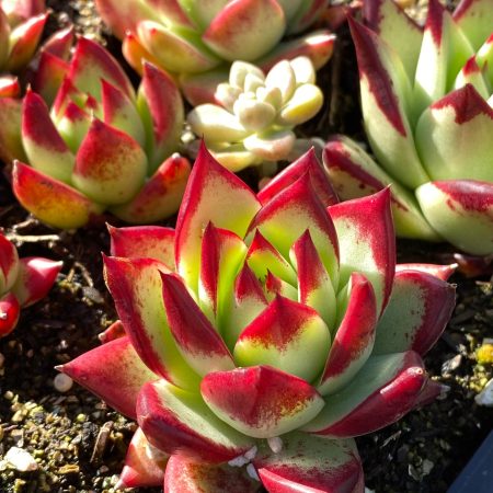 Rare Succulent: Imported Echeveria Hybrid, Red Knight, deep hot red, btwn blood Rubin and Red Ebony live plant houseplant