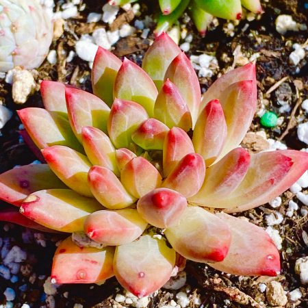 Rare succulent Imported  echeveria Oracle dark patterns golden live plant houseplant